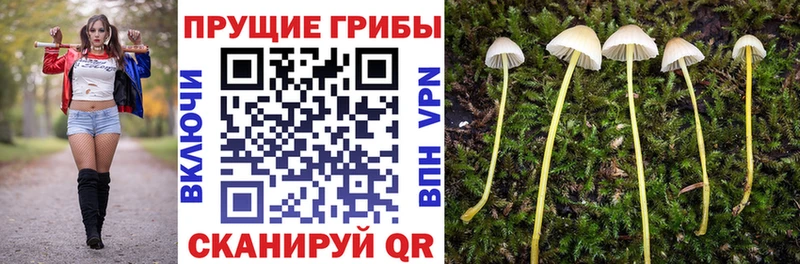 Псилоцибиновые грибы Psilocybe  купить закладку  Буй 